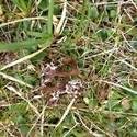 Brown lichen.